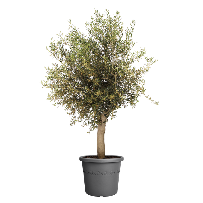 algarve cilindro 58cm anthracite